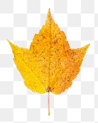 Autumn leaf png, transparent background