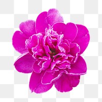 Pink flower png collage element, transparent background