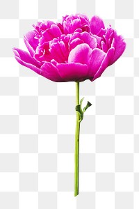 Pink flower png collage element, transparent background