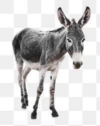 Donkey animal png, farm, transparent background