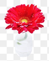 Red blooming Gerbera png collage element, transparent background