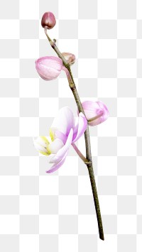 Wild flower orchid png collage element, transparent background