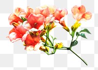 Blossoming trumpet vine png collage element, transparent background