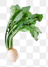 Turnip png collage element on transparent background