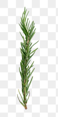 Rosemary png collage element on transparent background