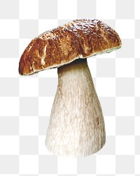 Mushroom png collage element on transparent background