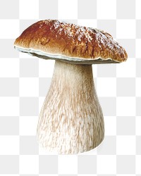 Mushroom png collage element on transparent background