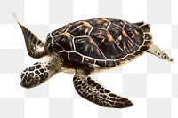 Turtle png marine animal sea reptile, transparent background