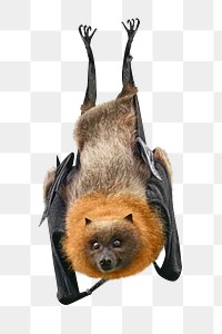 Hanging bat png, design element, transparent background