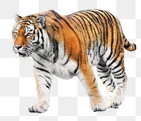 Bengal tiger png collage element, transparent background