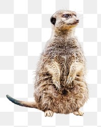 Meerkat png collage element, transparent background