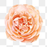 Pastel orange rose png, transparent background