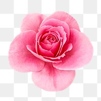 Pink rose png, transparent background