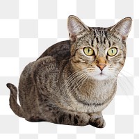 Shorthair cat png collage element, transparent background