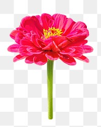 Red zinnia flower png, transparent background