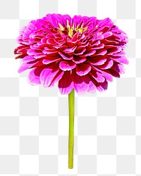 Pink zinnia flower png, transparent background