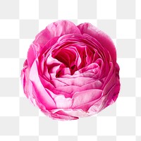 Pink peony png collage element, transparent background