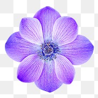 Purple anemone flower png, transparent background