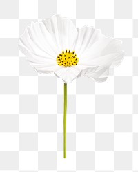 Spring white flower png collage element, transparent background