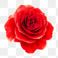 Red rose png, design element, collage element, transparent background