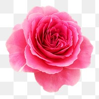 Pink rose png, design element, collage element, transparent background