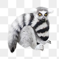 Lemur png collage element, transparent background