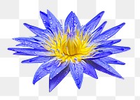 Blue blooming lotus png collage element, transparent background