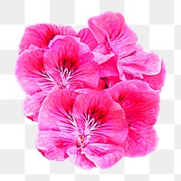 Pink flower arrangement png collage element, transparent background