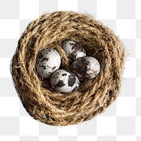 Bird eggs png collage element, transparent background