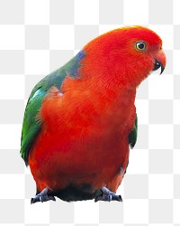 Parrot bird png collage element, transparent background