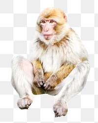 Sitting money png, design element, transparent background