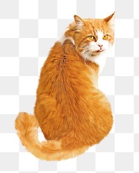 Orange cat png, isolated design, transparent background