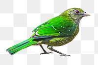 Green bird, animal png, transparent background