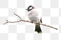 Bird png collage element, transparent background