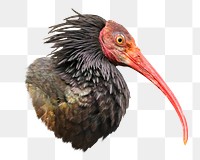 Northern bald ibis png wild bird, transparent background