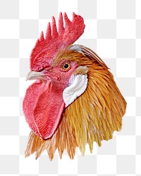 PNG Rooster bird, collage element, transparent background