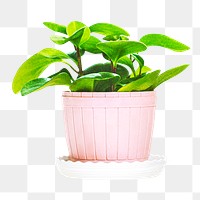 Potted house plant png, transparent background