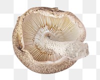 Mushroom, healthy food png collage element, transparent background