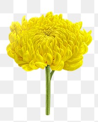 Yellow chrysanthemum flowers png, transparent background