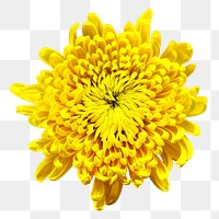 Yellow chrysanthemum png flower, transparent background