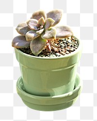 PNG small succulent, collage element, transparent background