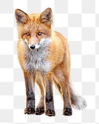 PNG Red fox, collage element, transparent background