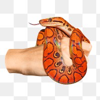 Rainbow boa png wildlife snake, transparent background