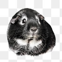 Guinea pig png house pet, transparent background