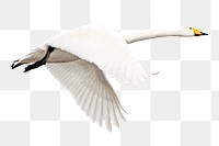 Flying whooper png swan bird, transparent background