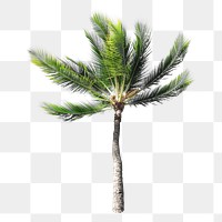 Botanical palm tree png, transparent background