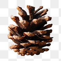 Brown pine nut png, transparent background