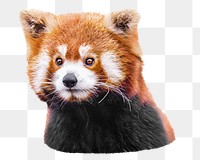 Red panda png, design element, transparent background