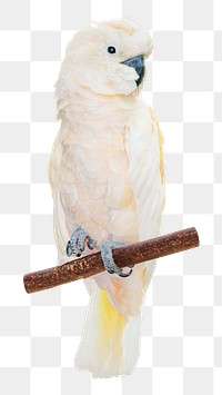 Cockatoo parrot png wild bird, transparent background