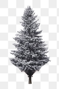 Winter pine tree png, transparent background